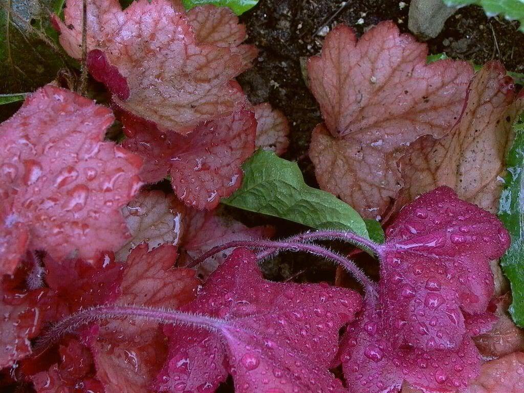 1200 Mix Coral Bells Heuchera Shade Seeds - Seed World