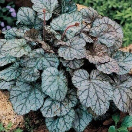 1200 Mix Coral Bells Heuchera Shade Seeds - Seed World