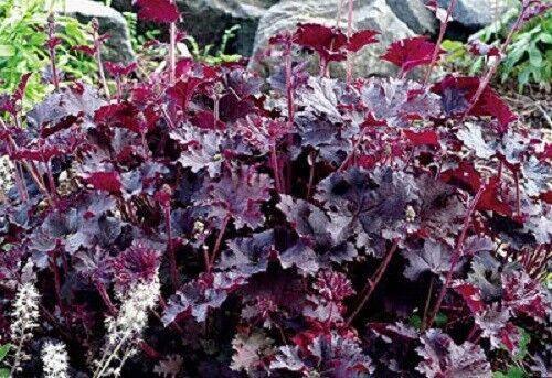 1200 Mix Coral Bells Heuchera Shade Seeds - Seed World