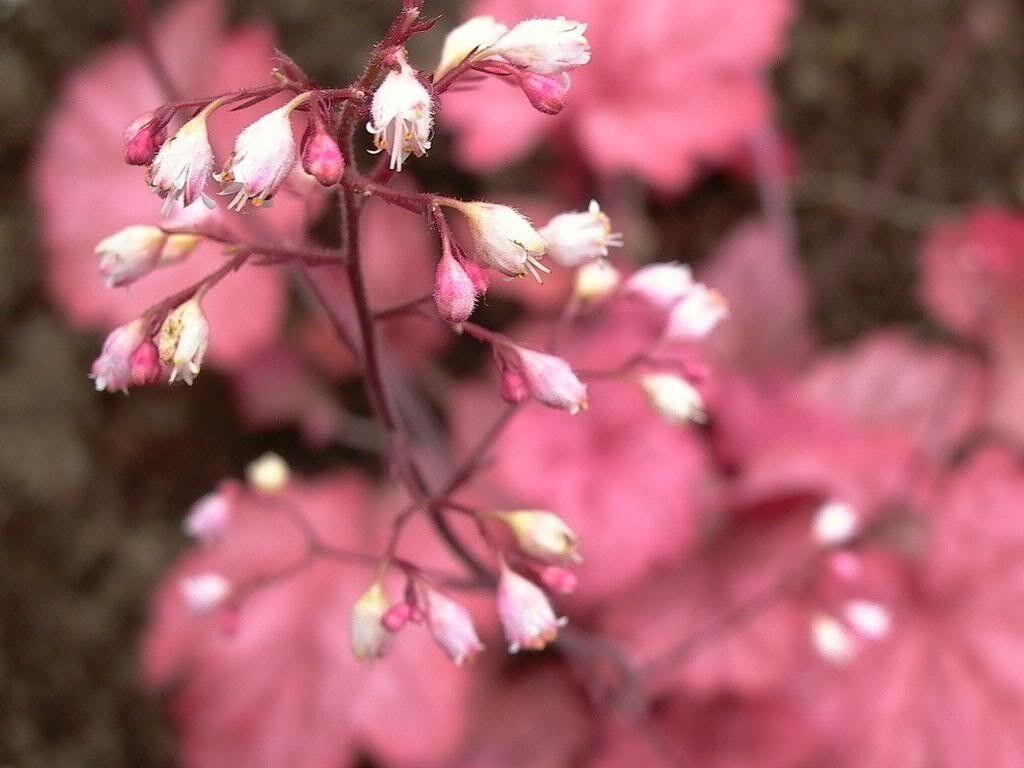 1200 Mix Coral Bells Heuchera Shade Seeds - Seed World