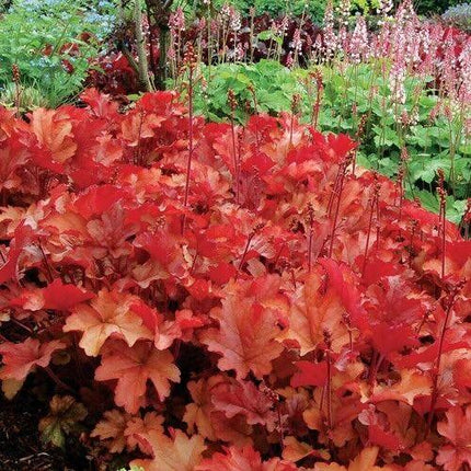 1200 Mix Coral Bells Heuchera Shade Seeds - Seed World