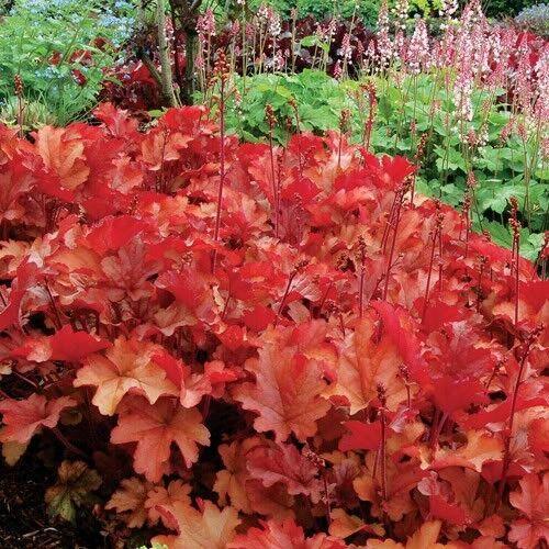 1200 Mix Coral Bells Heuchera Shade Seeds - Seed World