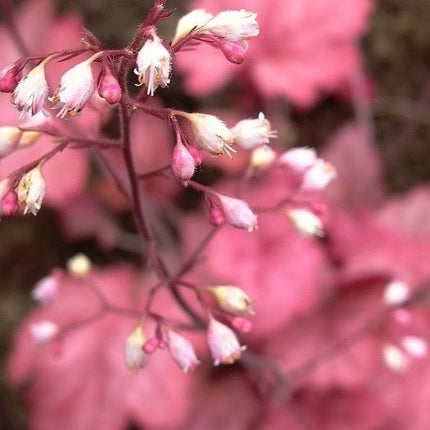 1200 Mix Coral Bells Heuchera Shade Seeds - Seed World