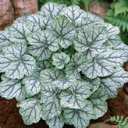 1200 Mix Coral Bells Heuchera Shade Seeds - Seed World