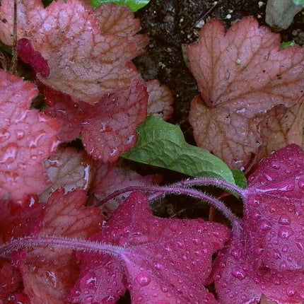 1200 Mix Coral Bells Heuchera Shade Seeds - Seed World