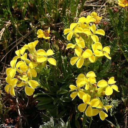 1200 Yellow Siberian Wallflower Seeds - Seed World