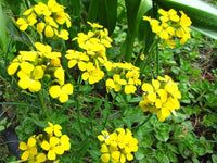 1200 Yellow Siberian Wallflower Seeds - Seed World