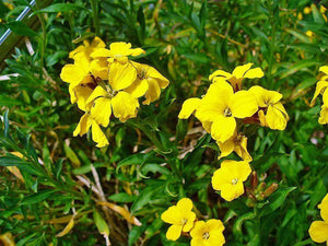 1200 Yellow Siberian Wallflower Seeds - Seed World