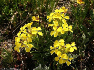 1200 Yellow Siberian Wallflower Seeds - Seed World
