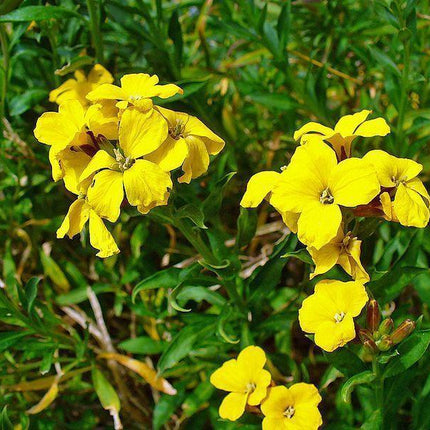 1200 Yellow Siberian Wallflower Seeds - Seed World
