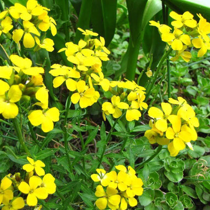 1200 Yellow Siberian Wallflower Seeds - Seed World