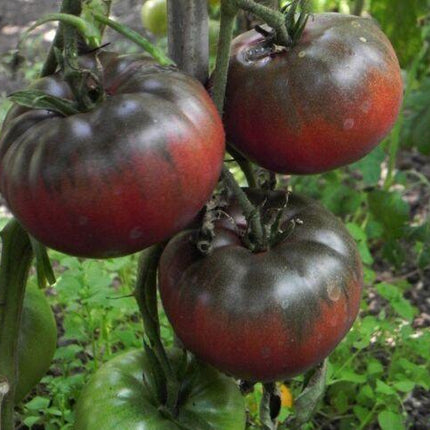 125 Black Krim Tomato Seeds - Seed World