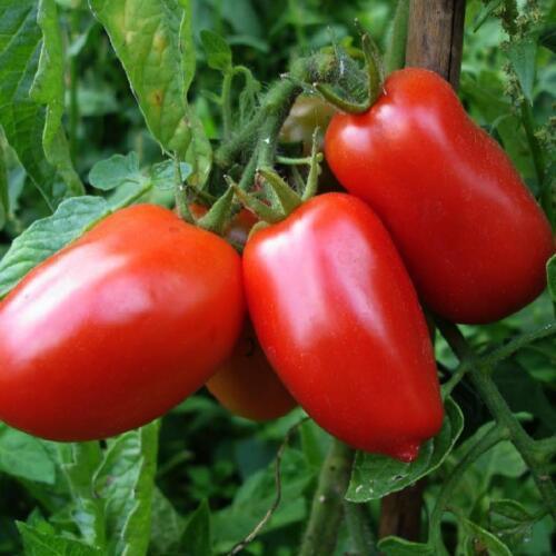 125 San Marzano Tomato Seeds - Seed World