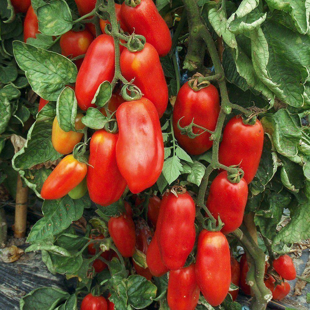 125 San Marzano Tomato Seeds - Seed World