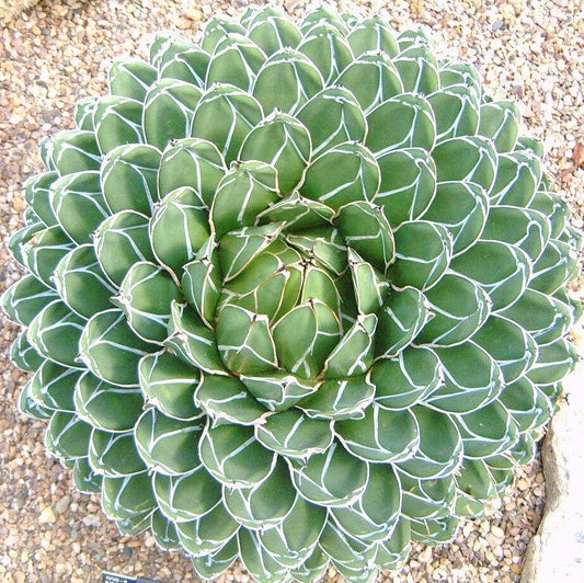 15 Agave Victoriae - Reginae Seeds - Seed World