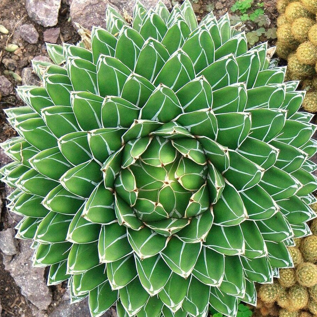 15 Agave Victoriae - Reginae Seeds - Seed World