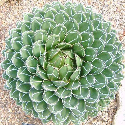 15 Agave Victoriae - Reginae Seeds - Seed World