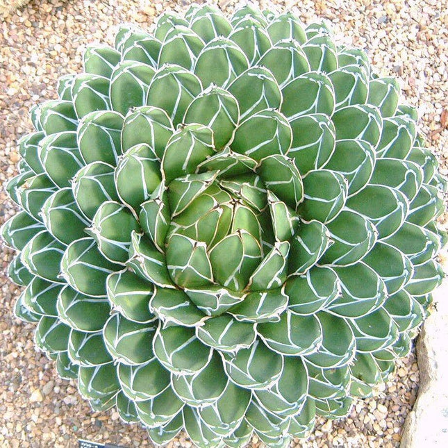 15 Agave Victoriae - Reginae Seeds - Seed World