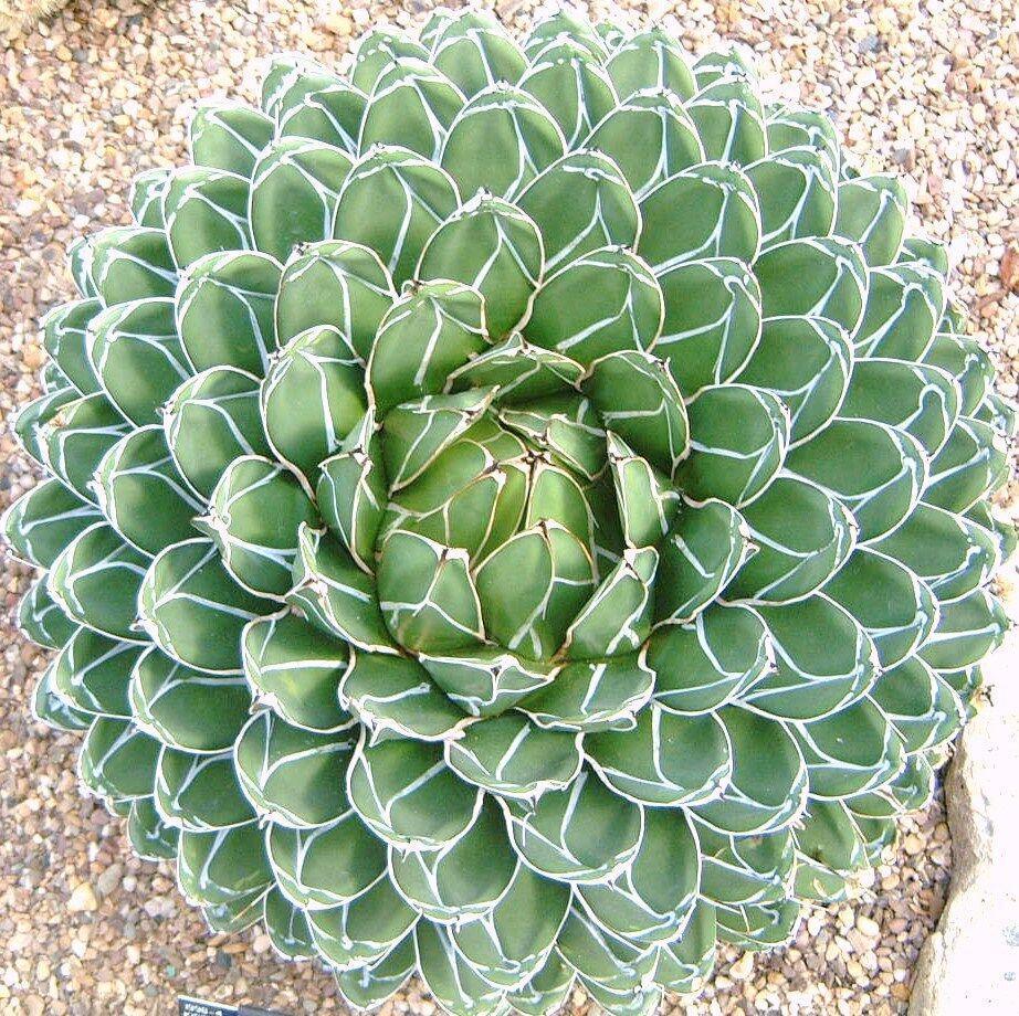 15 Agave Victoriae - Reginae Seeds - Seed World