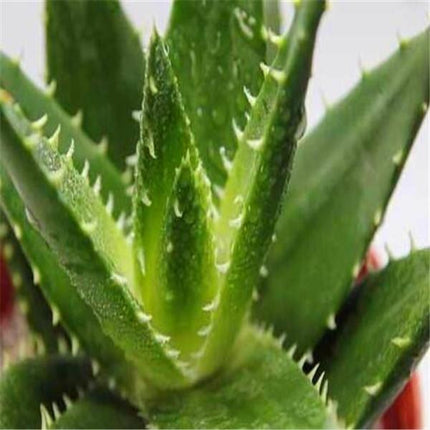 15 Aloe Vera Plant Seeds - Grow Your Own Soothing Succulent - Seed World