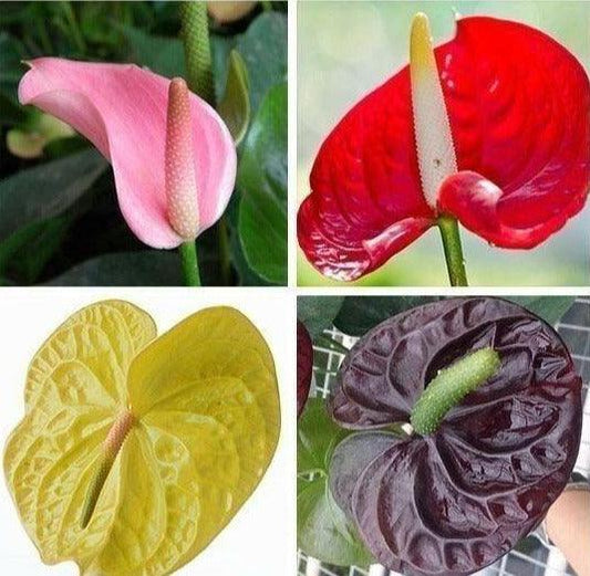 15 Anthurium Flower Mix Seeds - Seed World
