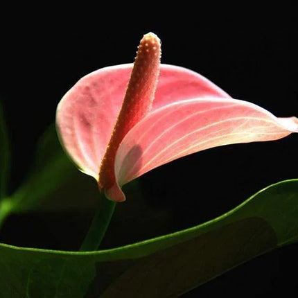 15 Anthurium Flower Mix Seeds - Seed World