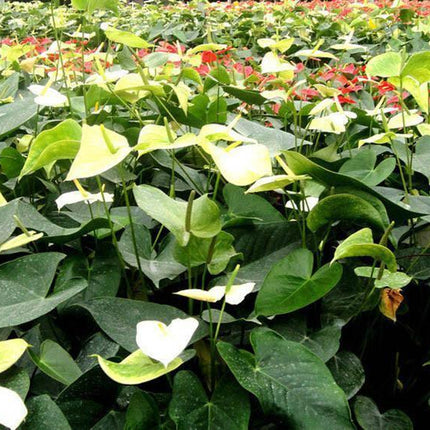 15 Anthurium Flower Mix Seeds - Seed World