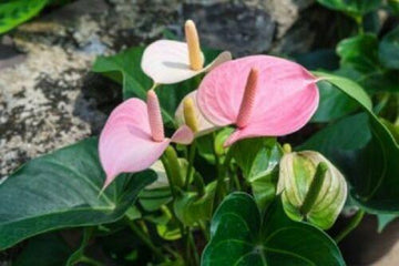 15 Anthurium Flower Mix Seeds – Seed World