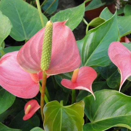 15 Anthurium Flower Mix Seeds - Seed World