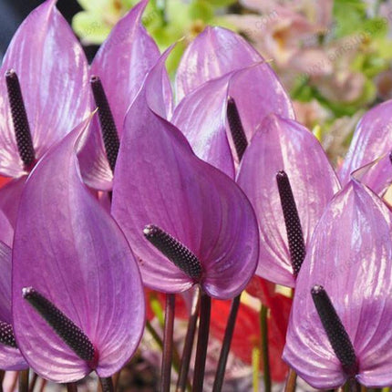 15 Anthurium Flower Mix Seeds - Seed World