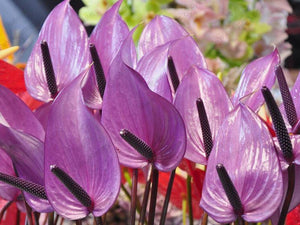 15 Anthurium Flower Mix Seeds - Seed World