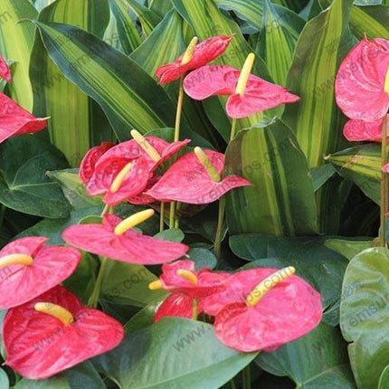 15 Anthurium Flower Mix Seeds - Seed World
