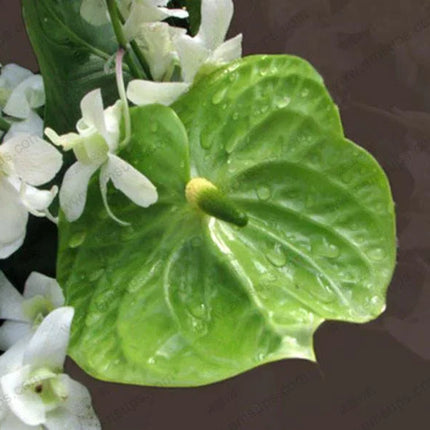 15 Anthurium Flower Mix Seeds - Seed World