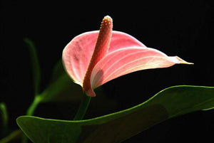 15 Anthurium Flower Mix Seeds - Seed World