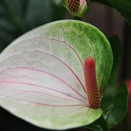 15 Anthurium Flower Mix Seeds - Seed World