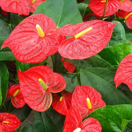 15 Anthurium Flower Mix Seeds - Seed World