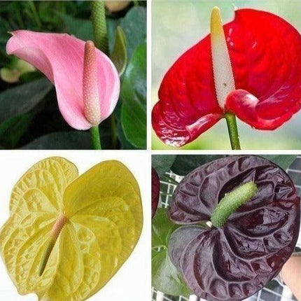15 Anthurium Flower Mix Seeds - Seed World