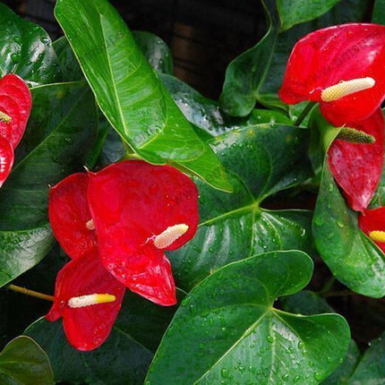 15 Anthurium Flower Mix Seeds - Seed World