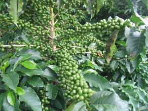 15 Arabica Coffee Shrub Seeds - Seed World