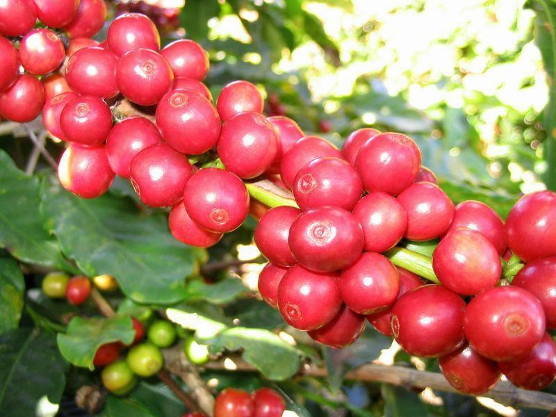 15 Arabica Coffee Shrub Seeds - Seed World