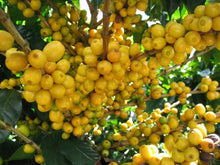 15 Arabica Coffee Shrub Seeds - Seed World