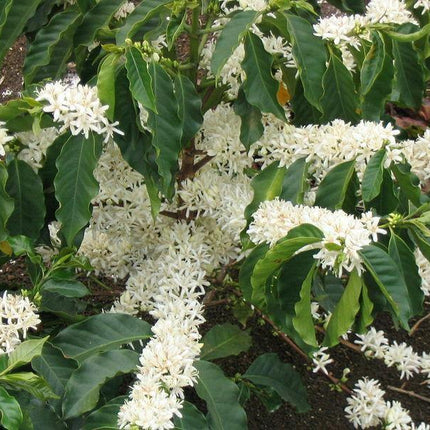 15 Arabica Coffee Shrub Seeds - Seed World