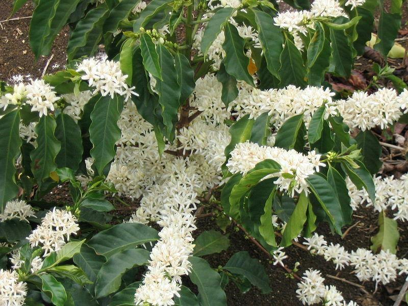 15 Arabica Coffee Shrub Seeds - Seed World