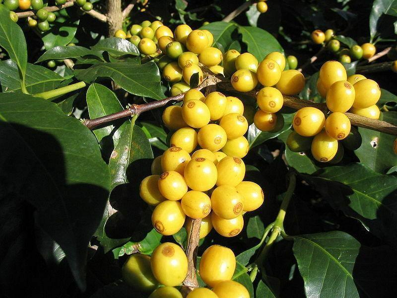 15 Arabica Coffee Shrub Seeds - Seed World