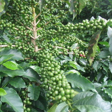 15 Arabica Coffee Shrub Seeds - Seed World