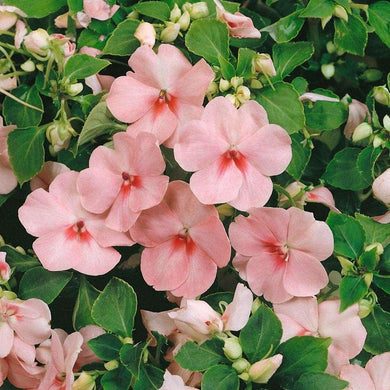 15 Balsamina Impatiens Pink Seeds - Seed World