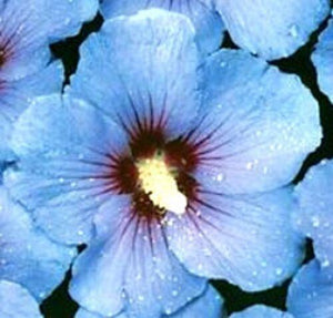 15 Blue Rose of Sharon Hibiscus Flower Seeds - Seed World