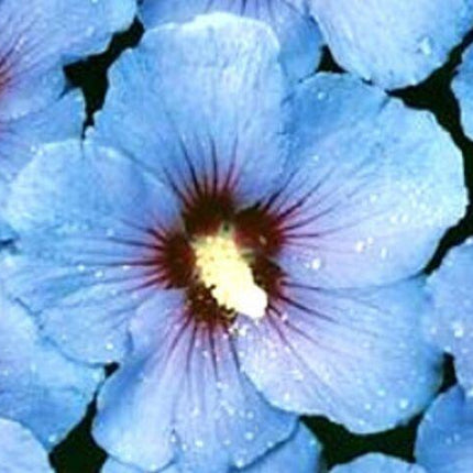 15 Blue Rose of Sharon Hibiscus Flower Seeds - Seed World