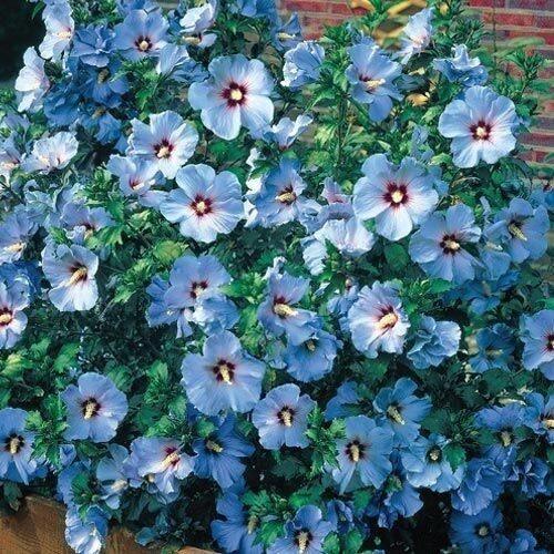 15 Blue Rose of Sharon Hibiscus Flower Seeds - Seed World