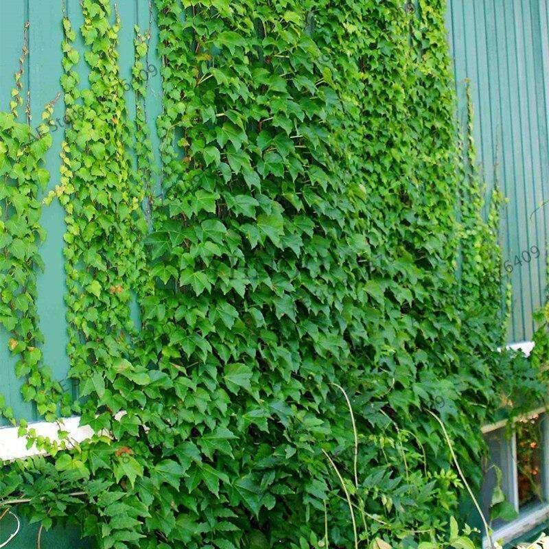 15 Boston Ivy Seeds - Seed World